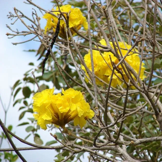 thumbnail for publication: Tabebuia serratifolia, Yellow Trumpet Tree